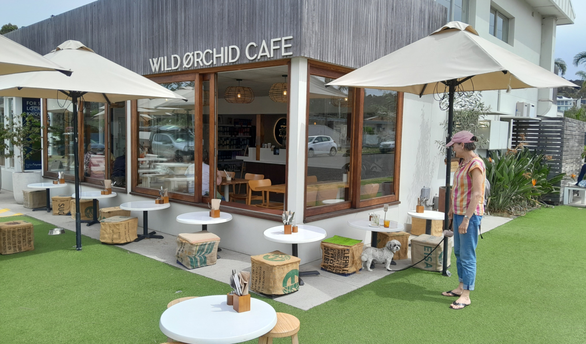 Wild Orchid in Tathra